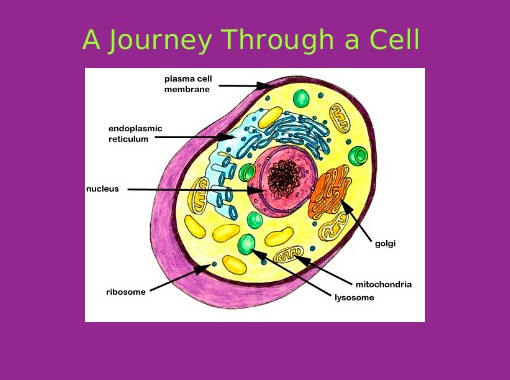 encyclopedia of imaging science