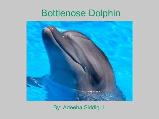 Quot Bottlenose Dolphin Quot Free Books Amp Children S Stories
