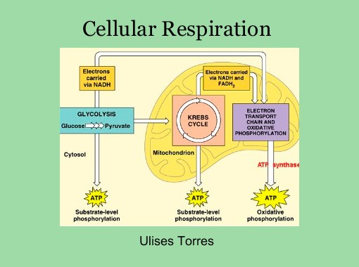 Cellular Respiration
