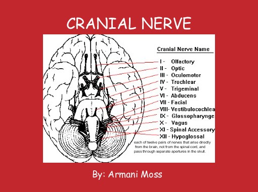 Quot Cranial Nerve Quot Free Books Amp Children S Stories Online