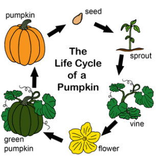 Life Cycle Of A Pumpkin Lessons Blendspace