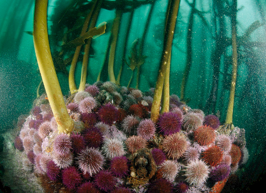 Image result for urchin eating kelp