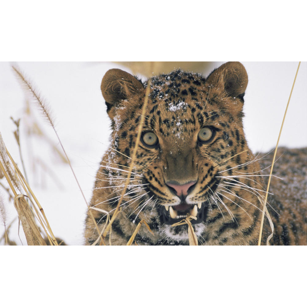 "All About the Amur Leopard" - Free stories online. Create books for